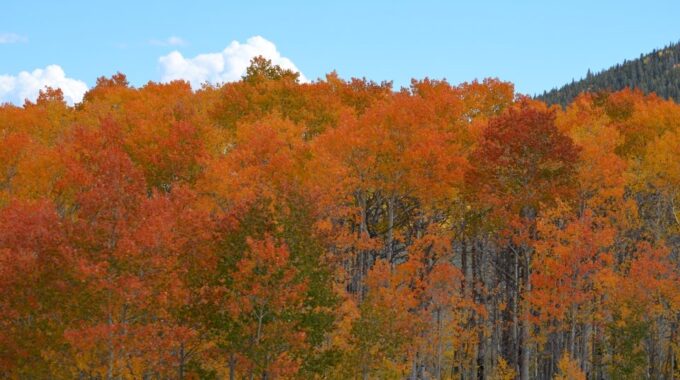 Fall Colors In Breckenridge, Colorado